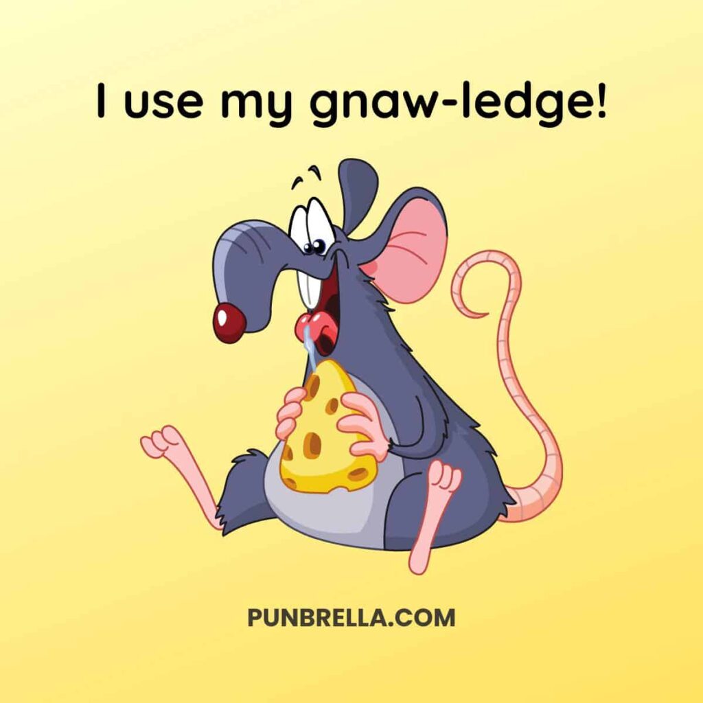 I use my gnaw-ledge! - Funny cartoon rat eating cheese