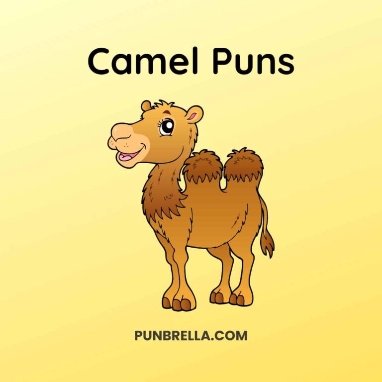 Camel Puns